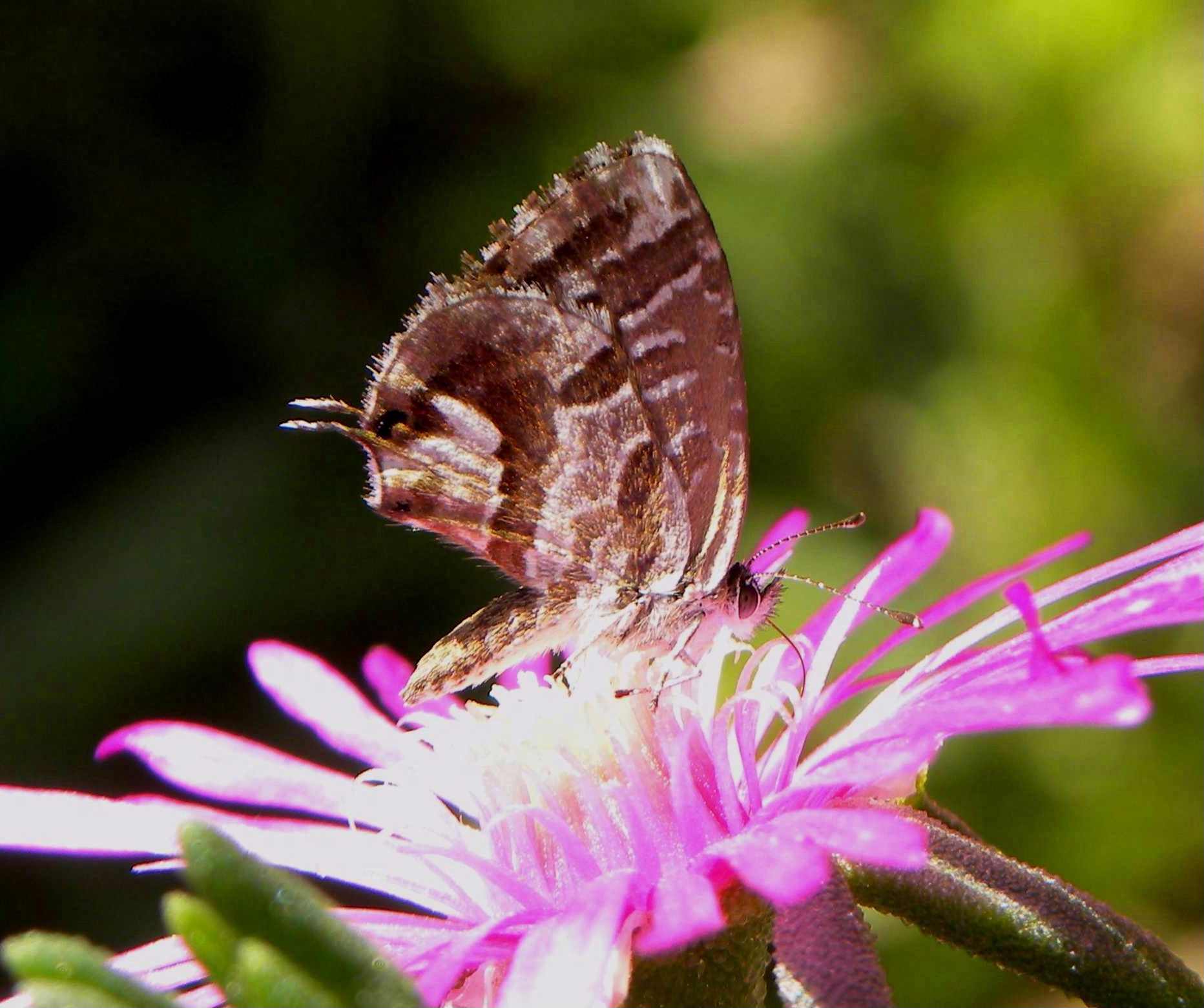 identificazione farfallina